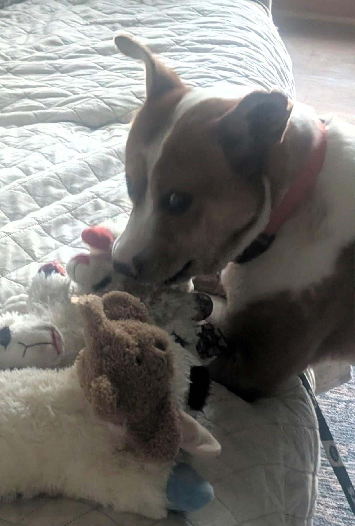 SPOT, a Adoptable mixed breed in Largo, FL image 5/6