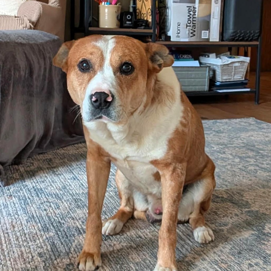 SPOT, a Adoptable mixed breed in Largo, FL image 2/6