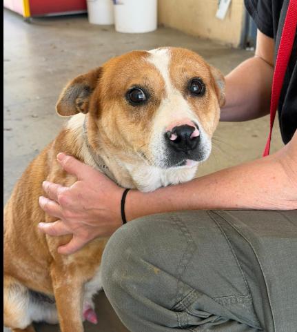 SPOT, a Adoptable mixed breed in Largo, FL image 3/6