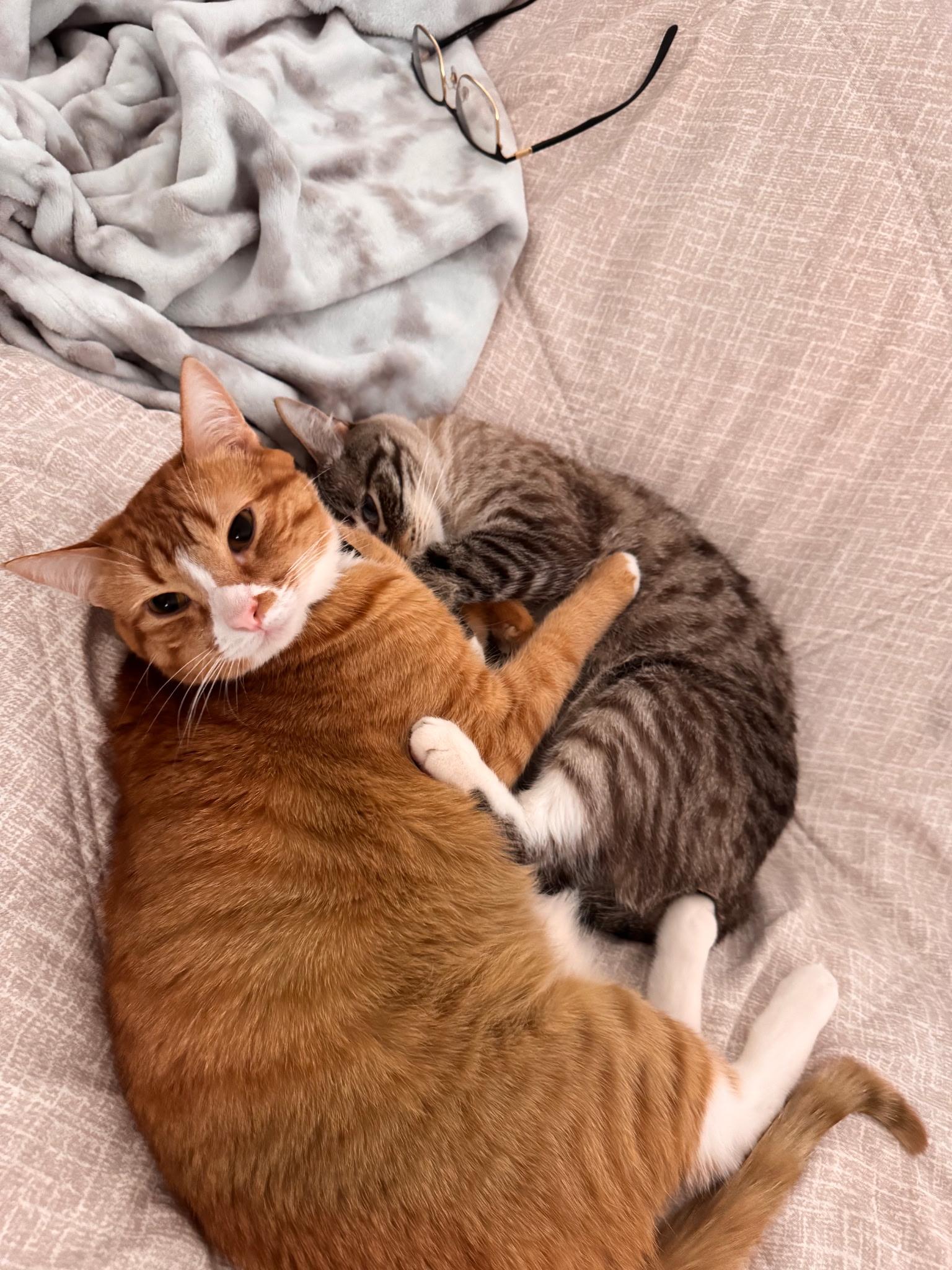 Orange, an adopted Domestic Short Hair in Philadelphia, PA image 3/3