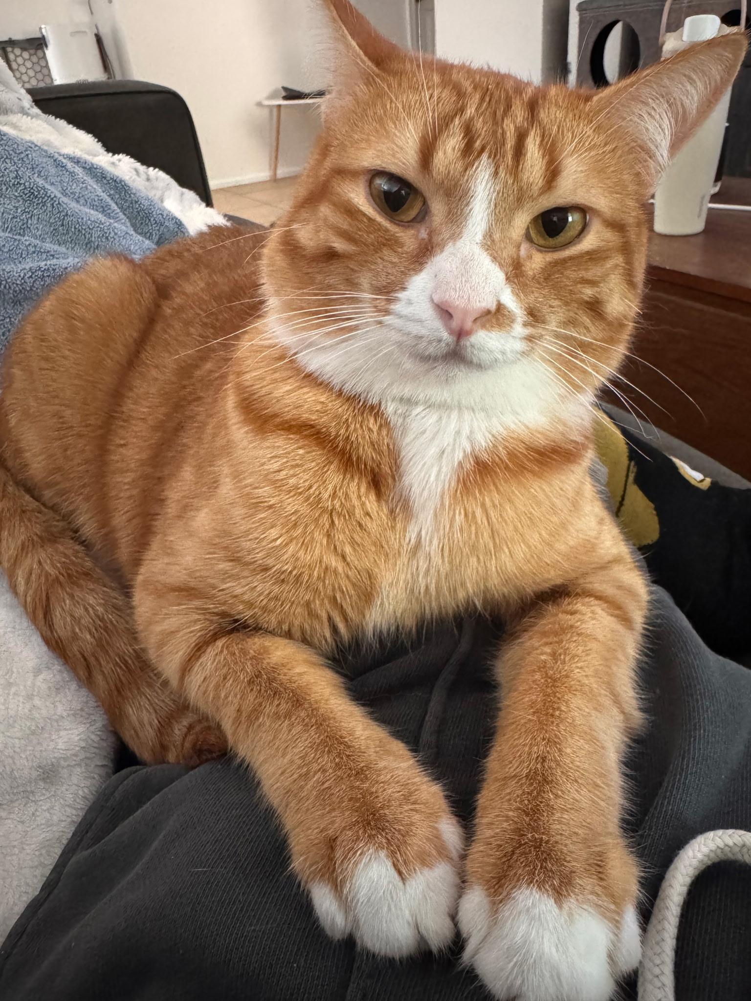 Orange, adopted, Adult Male Domestic Short Hair.
