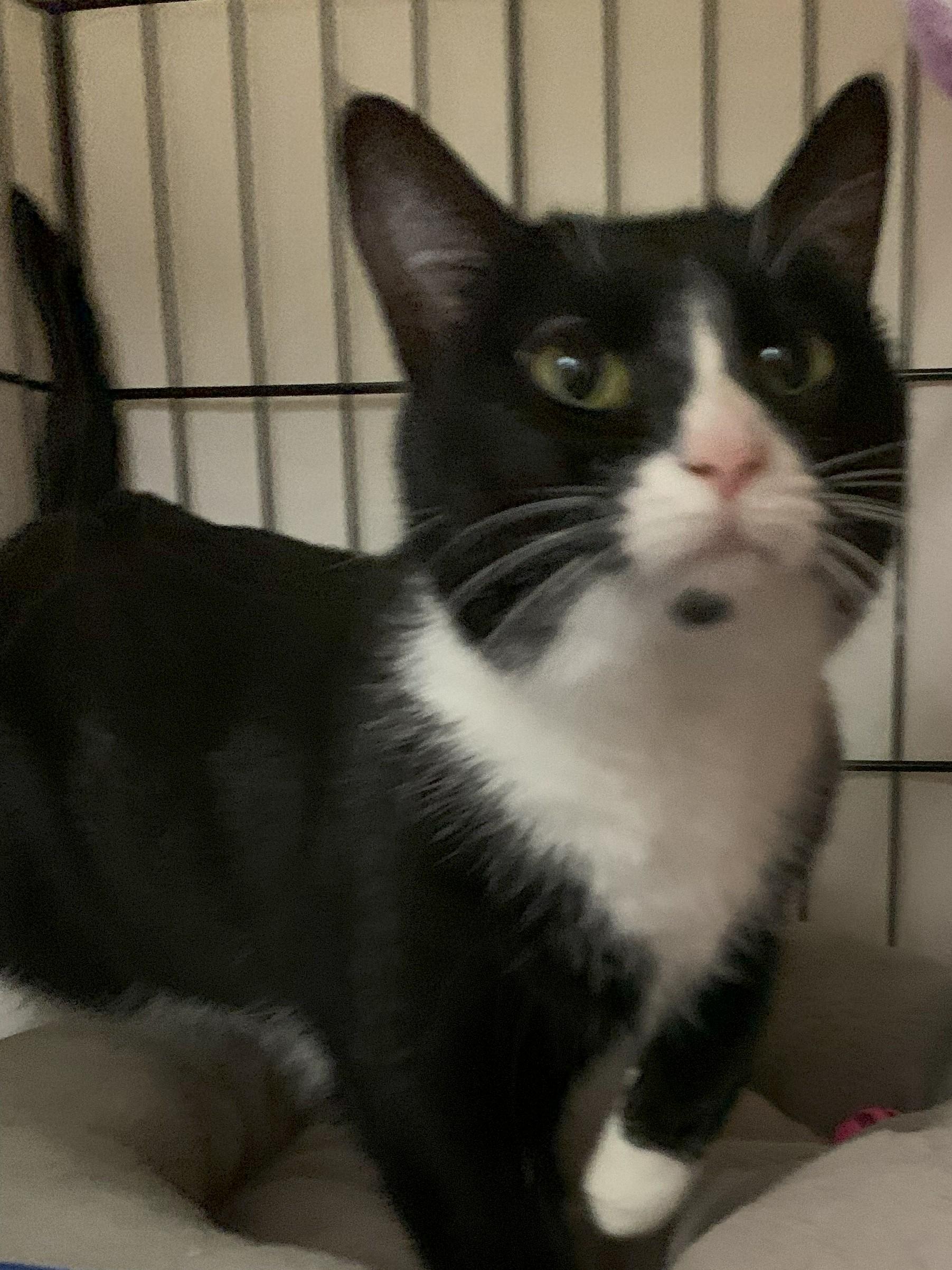 Storm24, Adult Female Domestic Short Hair