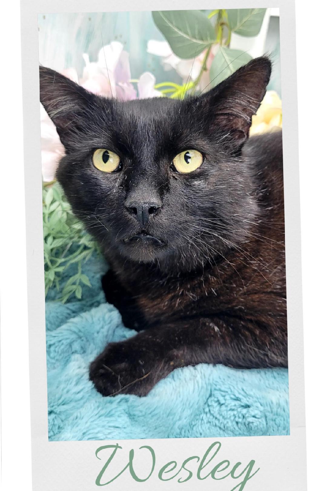 Wesley, Adoptable, Adult Male American Shorthair.
