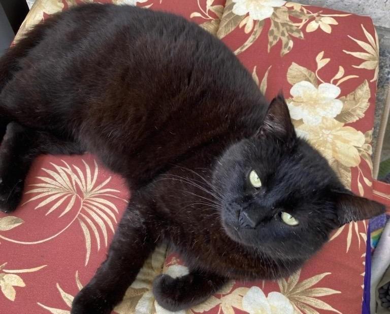 Enlarge Wesley, a Adoptable American Shorthair in Ocean Springs, MS image 3/5