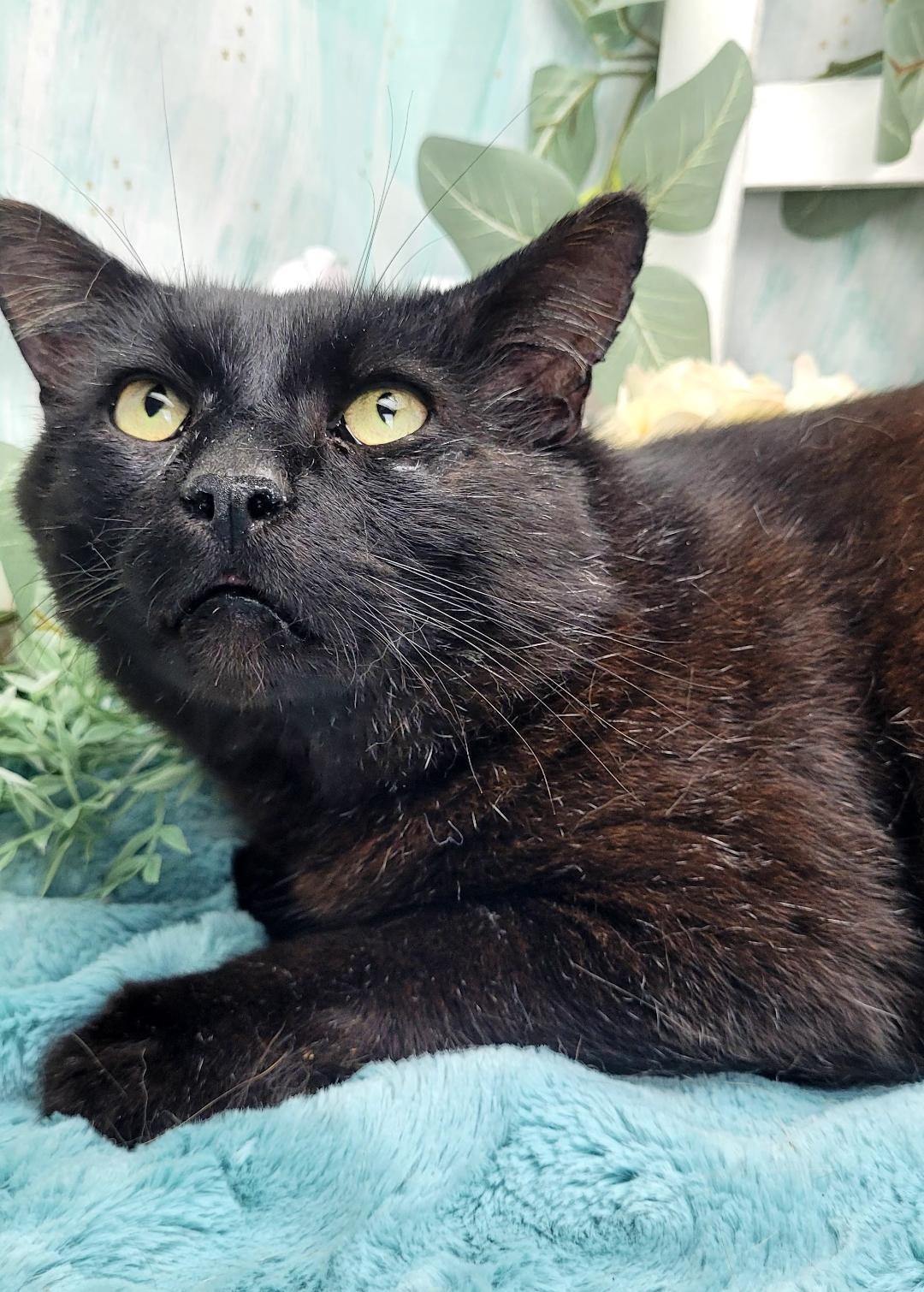 Enlarge Wesley, a Adoptable American Shorthair in Ocean Springs, MS image 2/5
