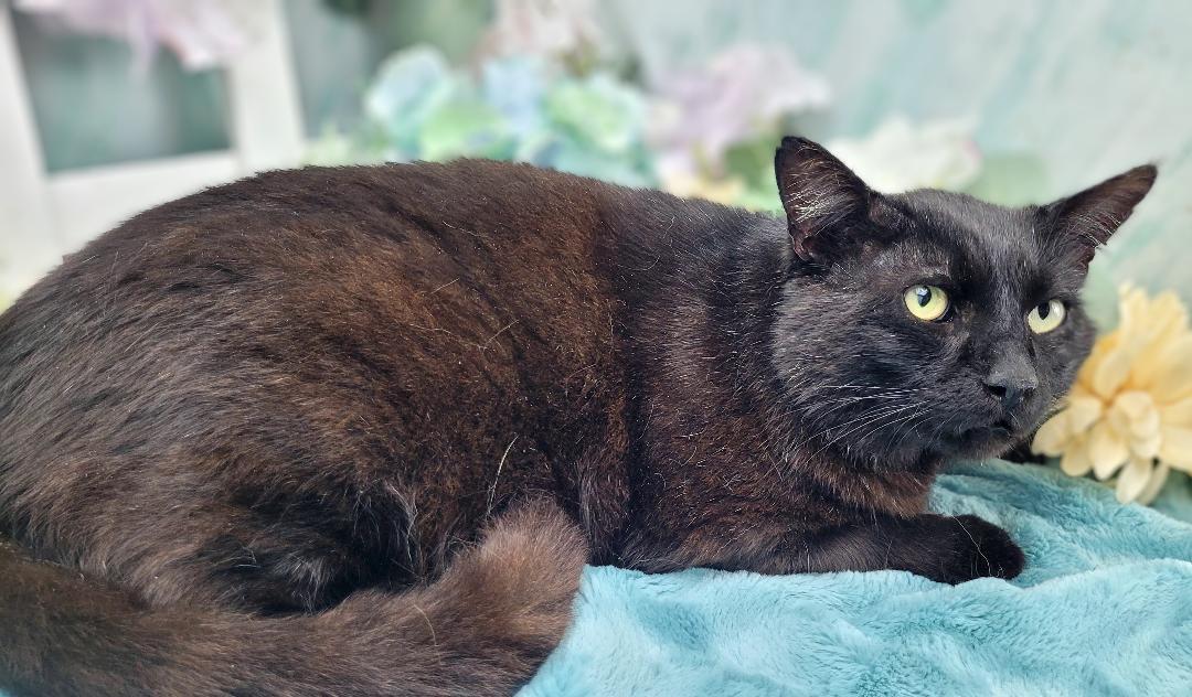 Enlarge Wesley, a Adoptable American Shorthair in Ocean Springs, MS image 5/5