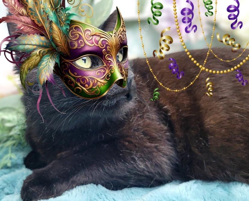 Enlarge Wesley, a Adoptable American Shorthair in Ocean Springs, MS image 4/5