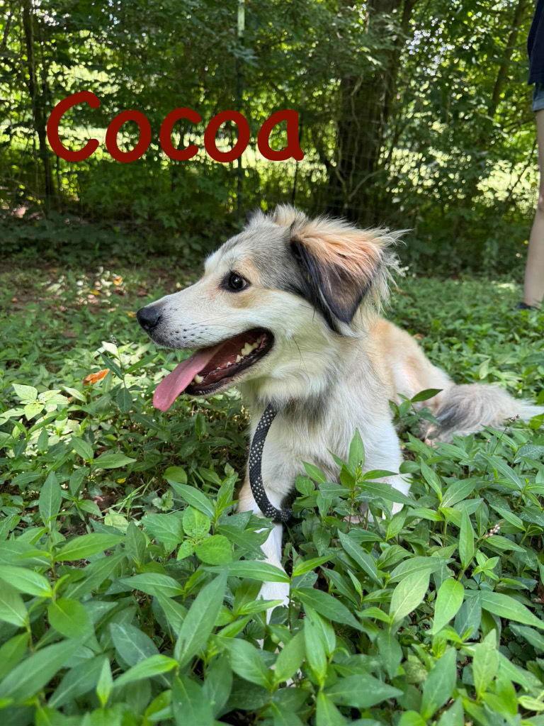 Coco, a Adopted mixed breed in Cromwell, KY image 1/2