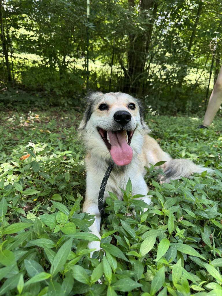 Coco, a Adopted mixed breed in Cromwell, KY image 2/2