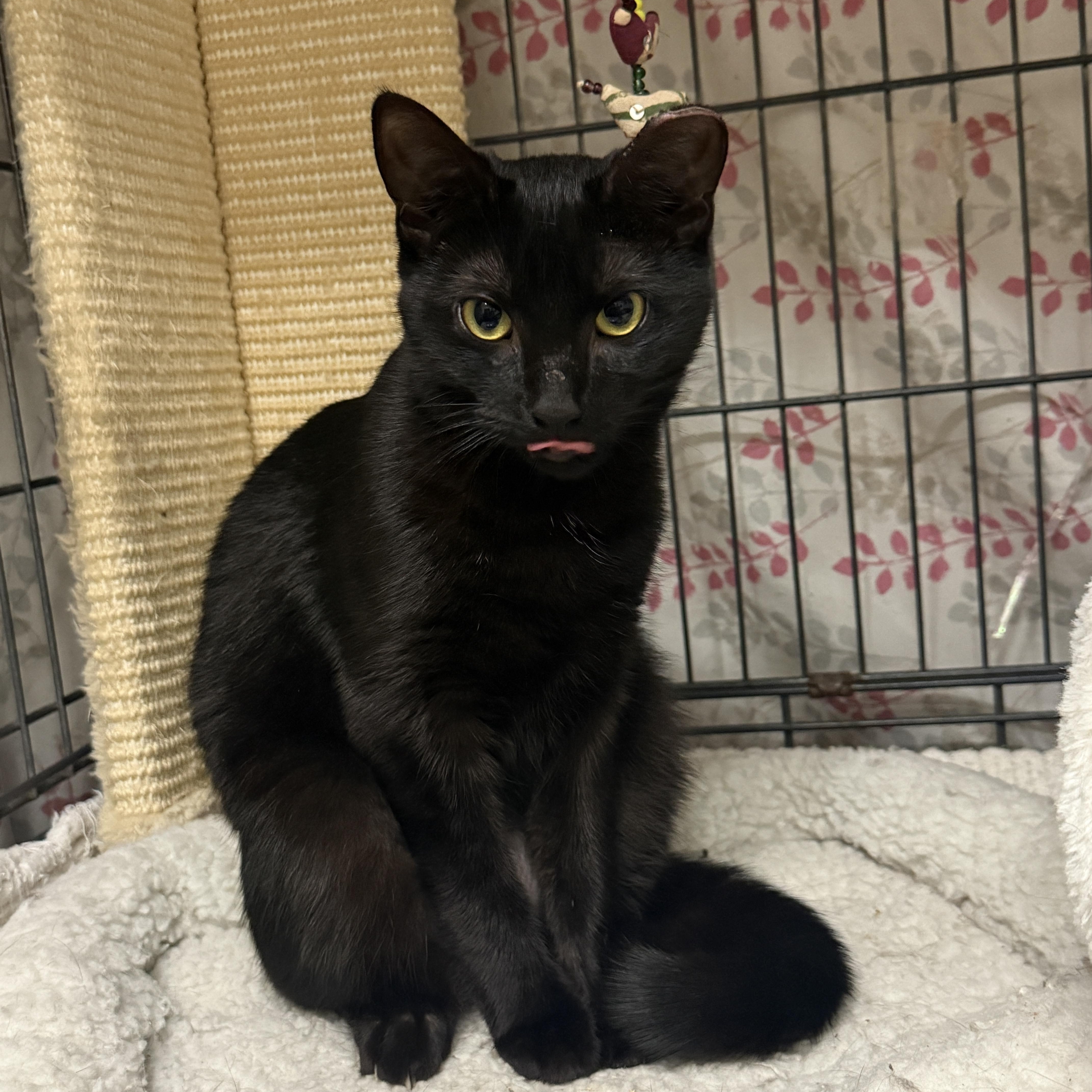 Meowy Cyrus, Adoptable, Young Female Domestic Short Hair.