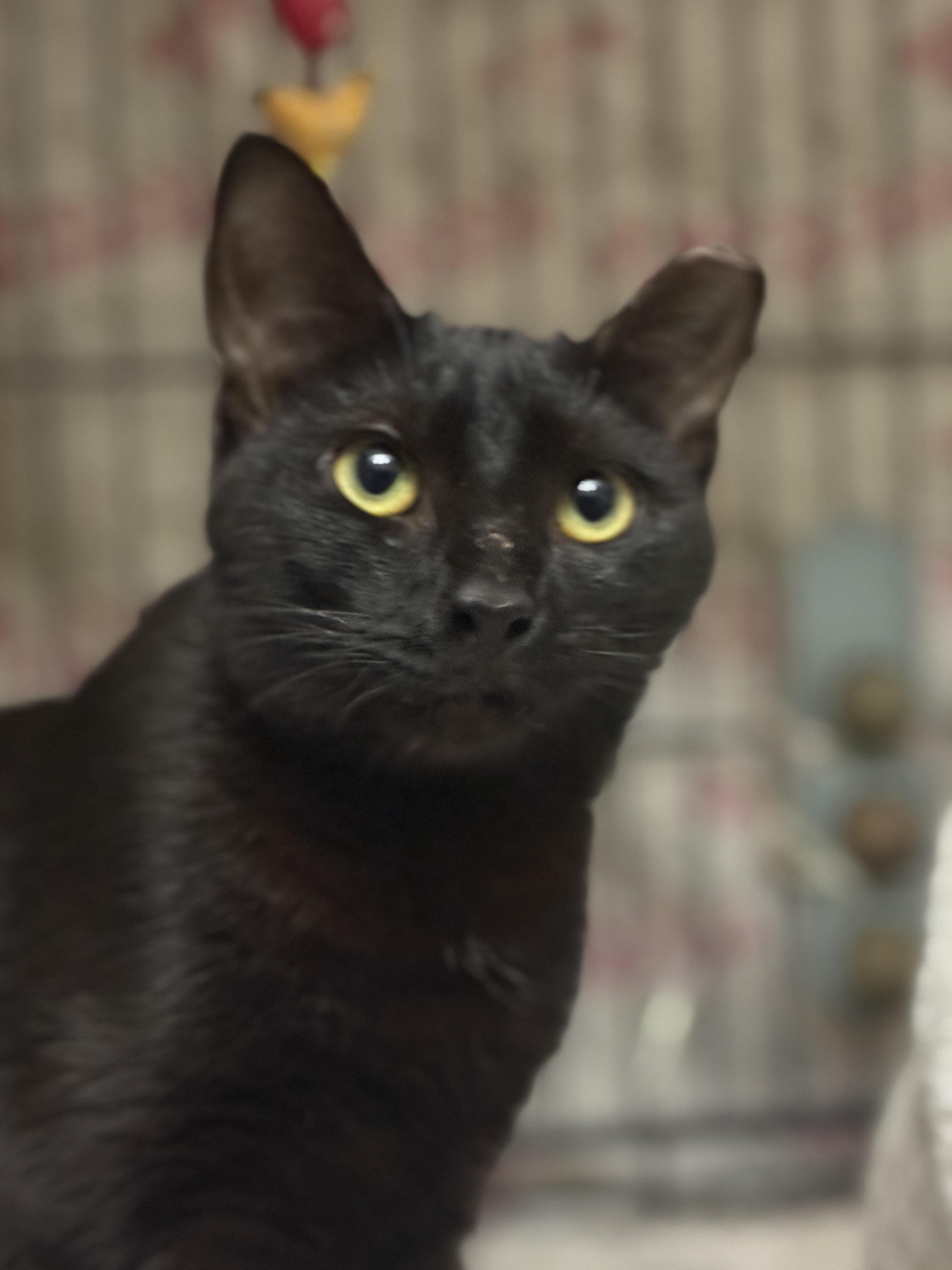 Meowy Cyrus, a Adoptable Domestic Short Hair in Philadelphia, PA image 3/6