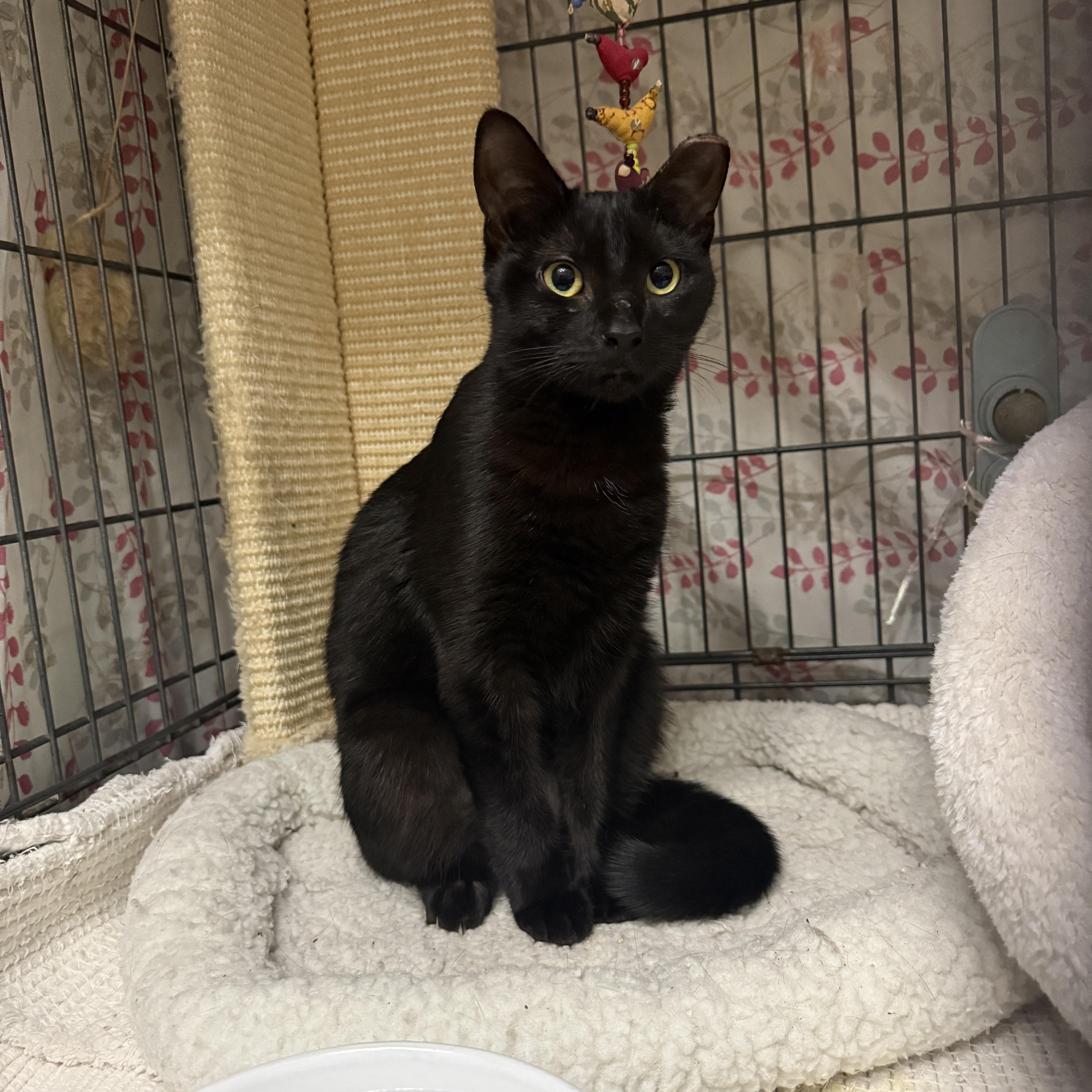 Meowy Cyrus, a Adoptable Domestic Short Hair in Philadelphia, PA image 4/6