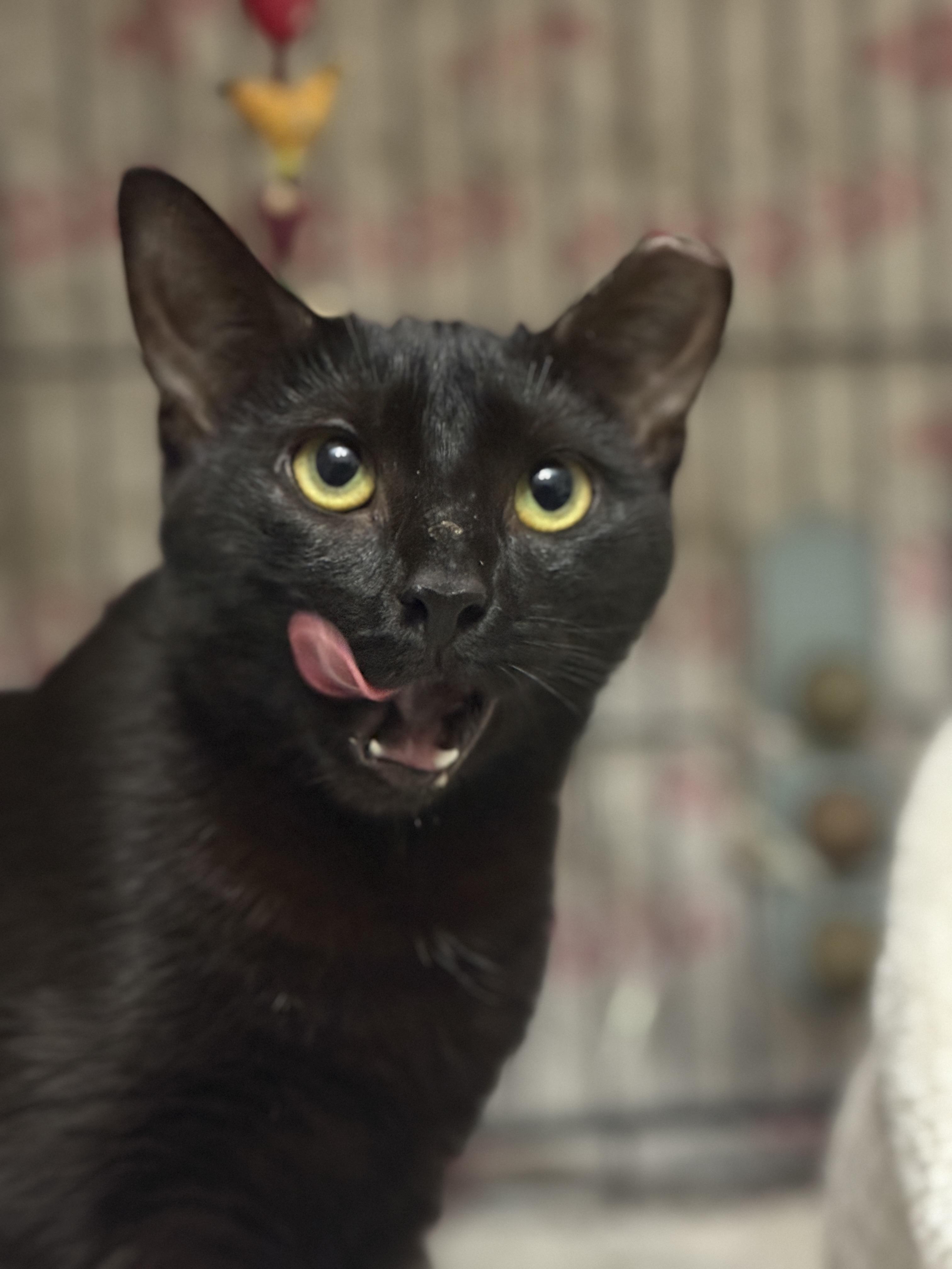 Meowy Cyrus, a Adoptable Domestic Short Hair in Philadelphia, PA image 5/6