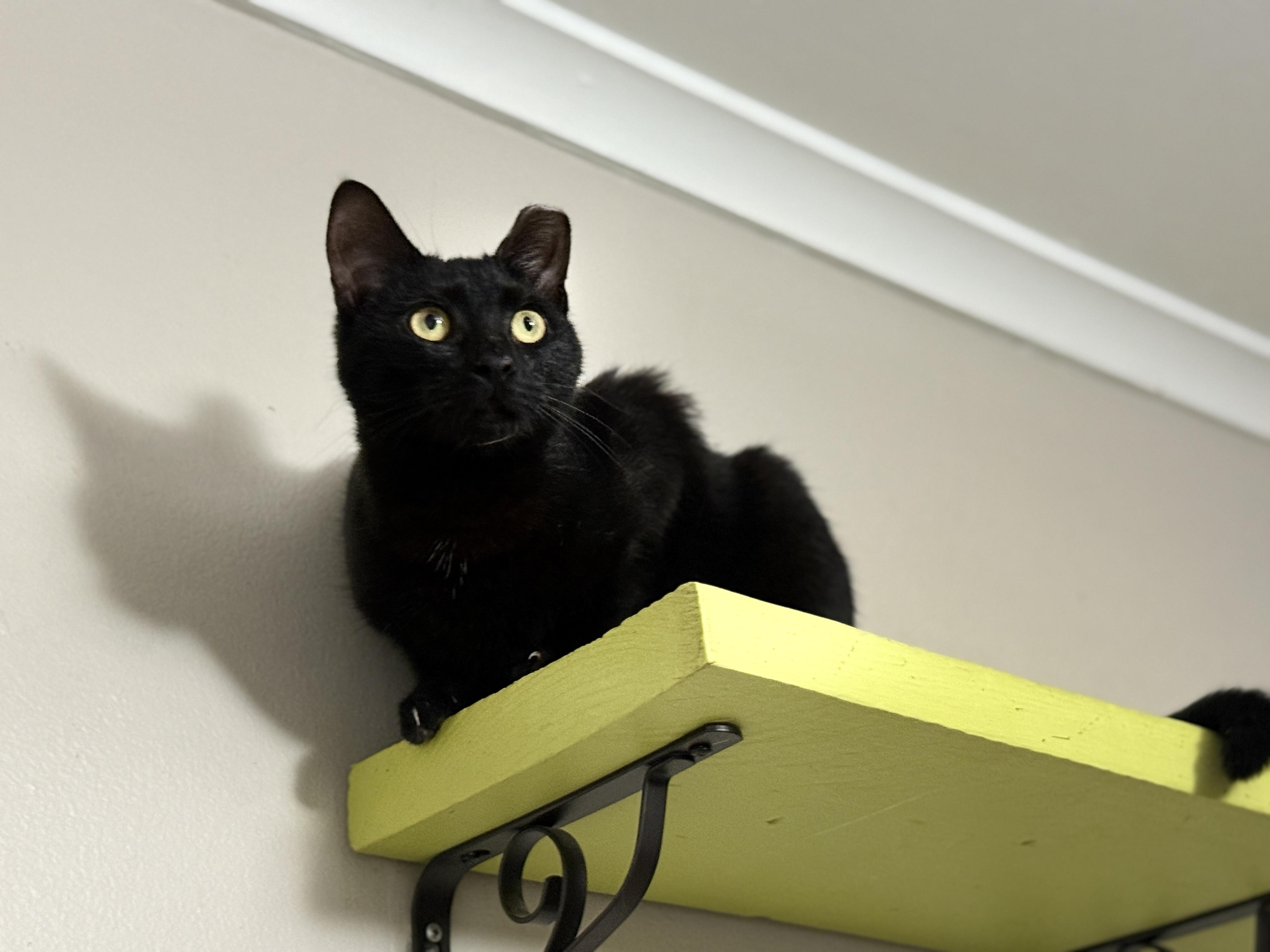 Meowy Cyrus, a Adoptable Domestic Short Hair in Philadelphia, PA image 6/6