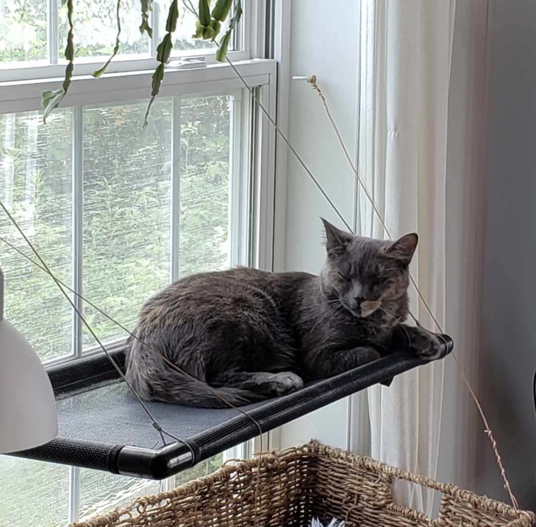 Enlarge Coco & Cora, a Adoptable Domestic Short Hair in Fredericton, NB image 1/10