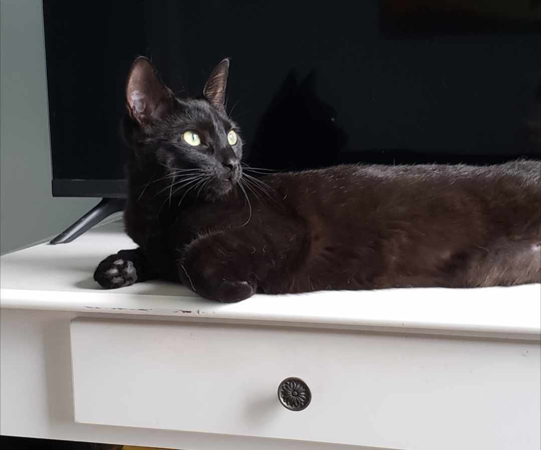 Enlarge Coco & Cora, a Adoptable Domestic Short Hair in Fredericton, NB image 2/10