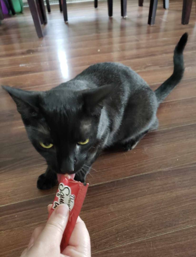 Enlarge Coco & Cora, a Adoptable Domestic Short Hair in Fredericton, NB image 3/10