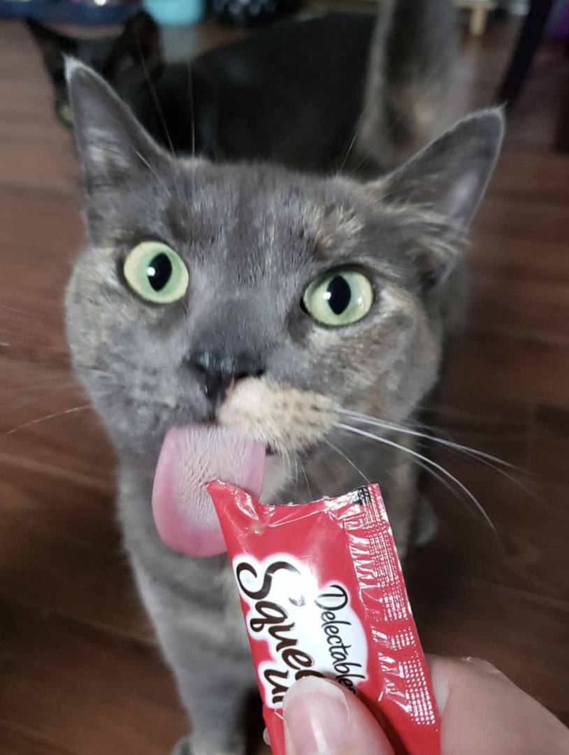 Enlarge Coco & Cora, a Adoptable Domestic Short Hair in Fredericton, NB image 5/10