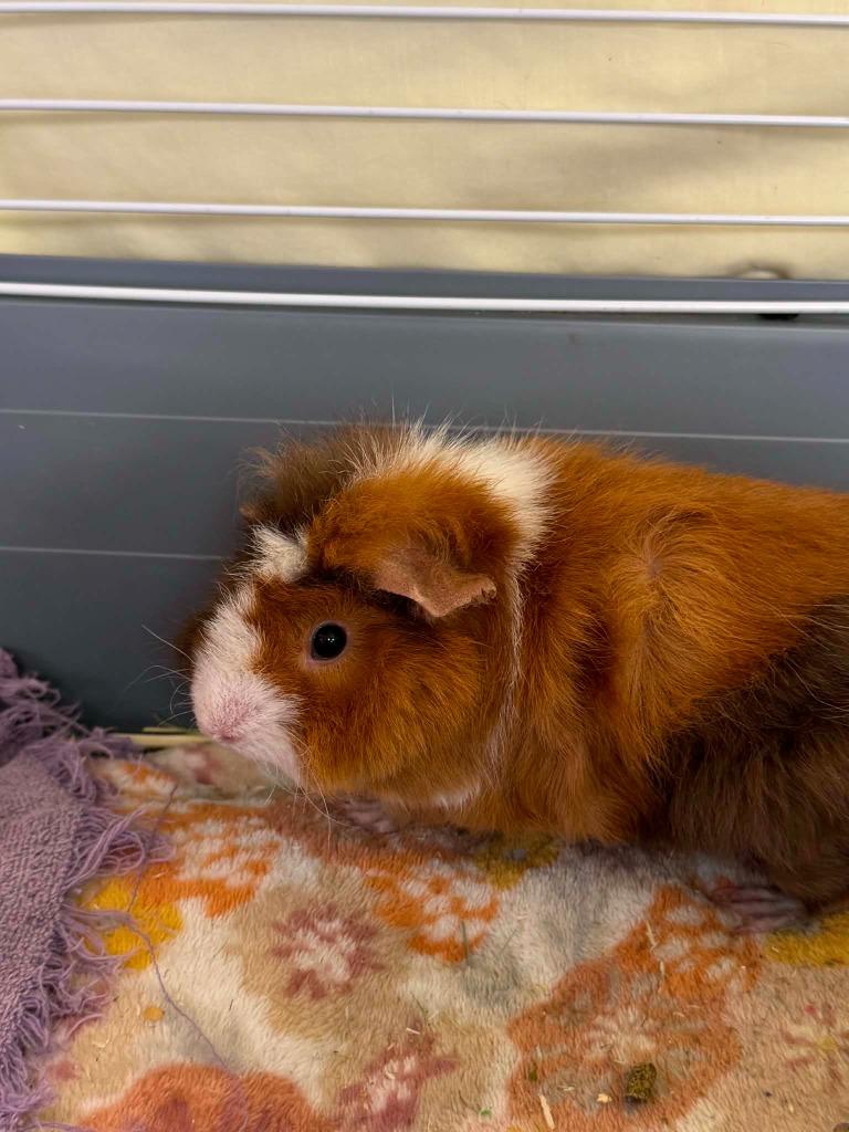 Pip, Adoptable, Baby Female Guinea Pig.