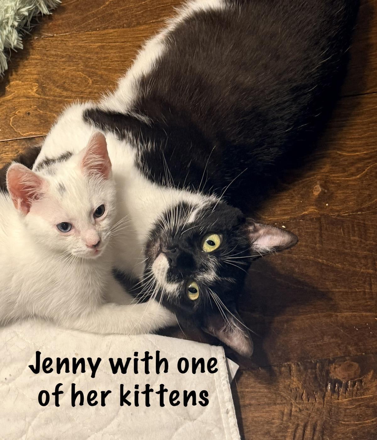 Jenny, Adoptable, Young Female Domestic Short Hair.