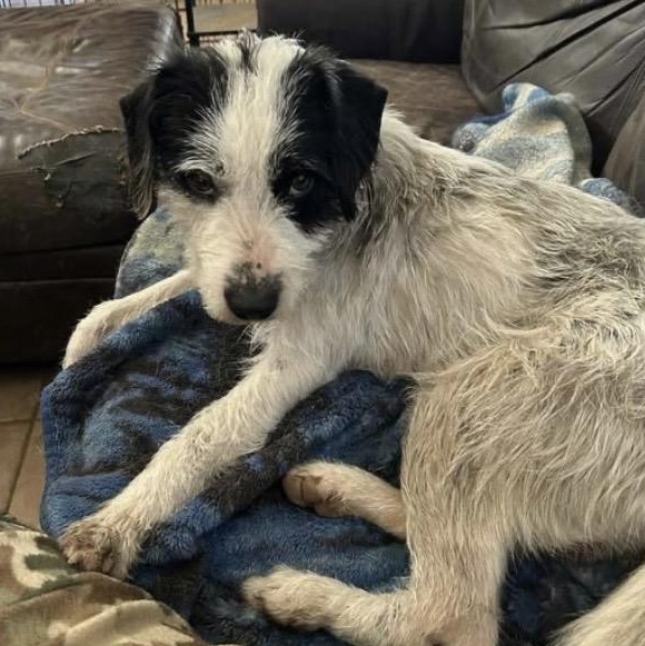 Milo, a ADOPTABLE mixed breed in Santa Rosa, CA image 3/4