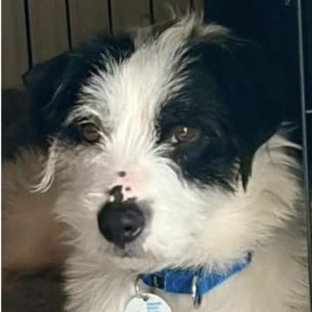 Milo, ADOPTABLE, Adult Male Border Collie.