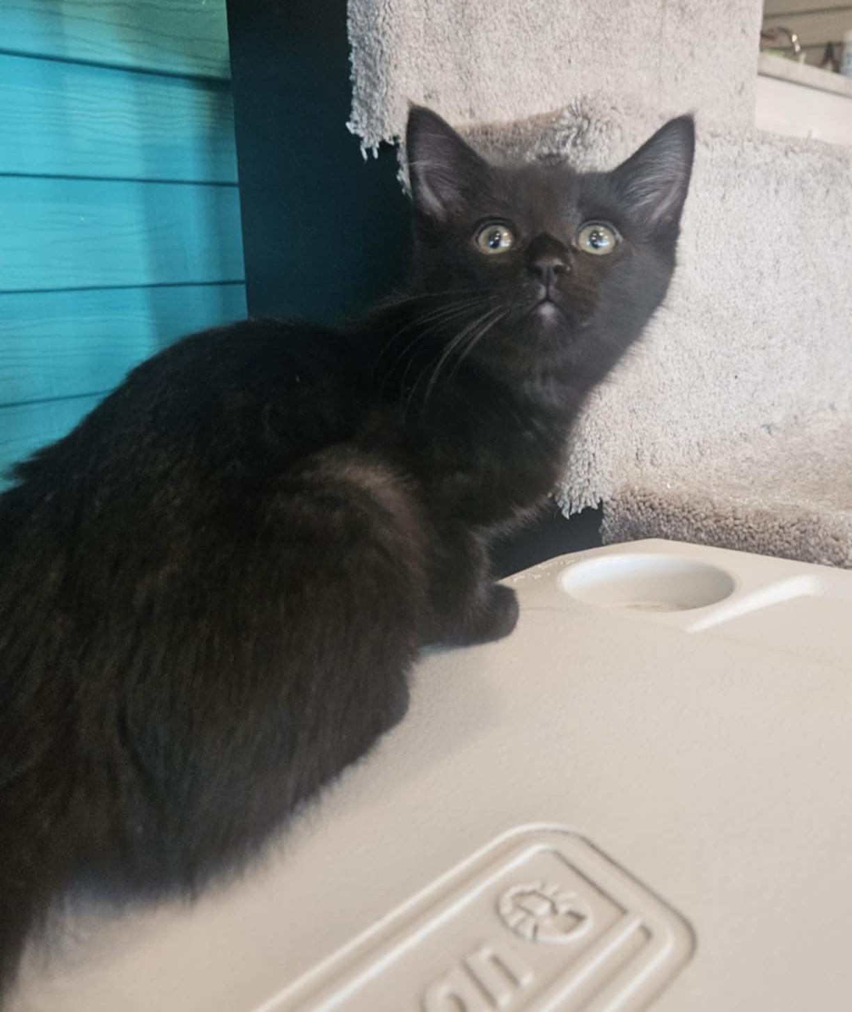 Domino, Baby Female Domestic Short Hair