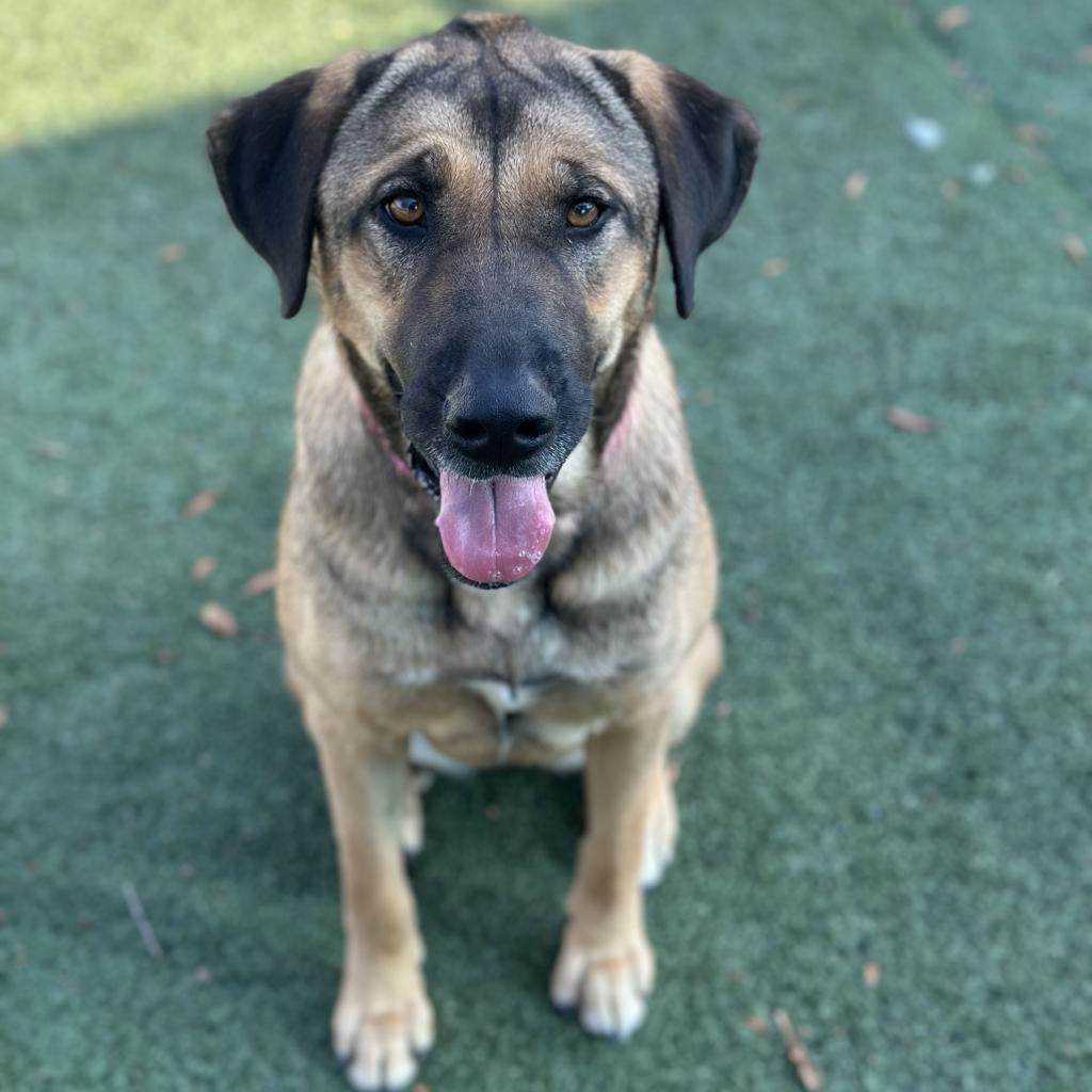 Roxy — thumbnail 3