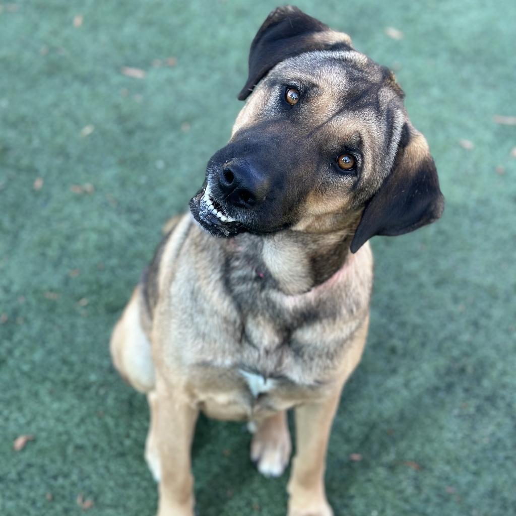 Roxy — thumbnail 4