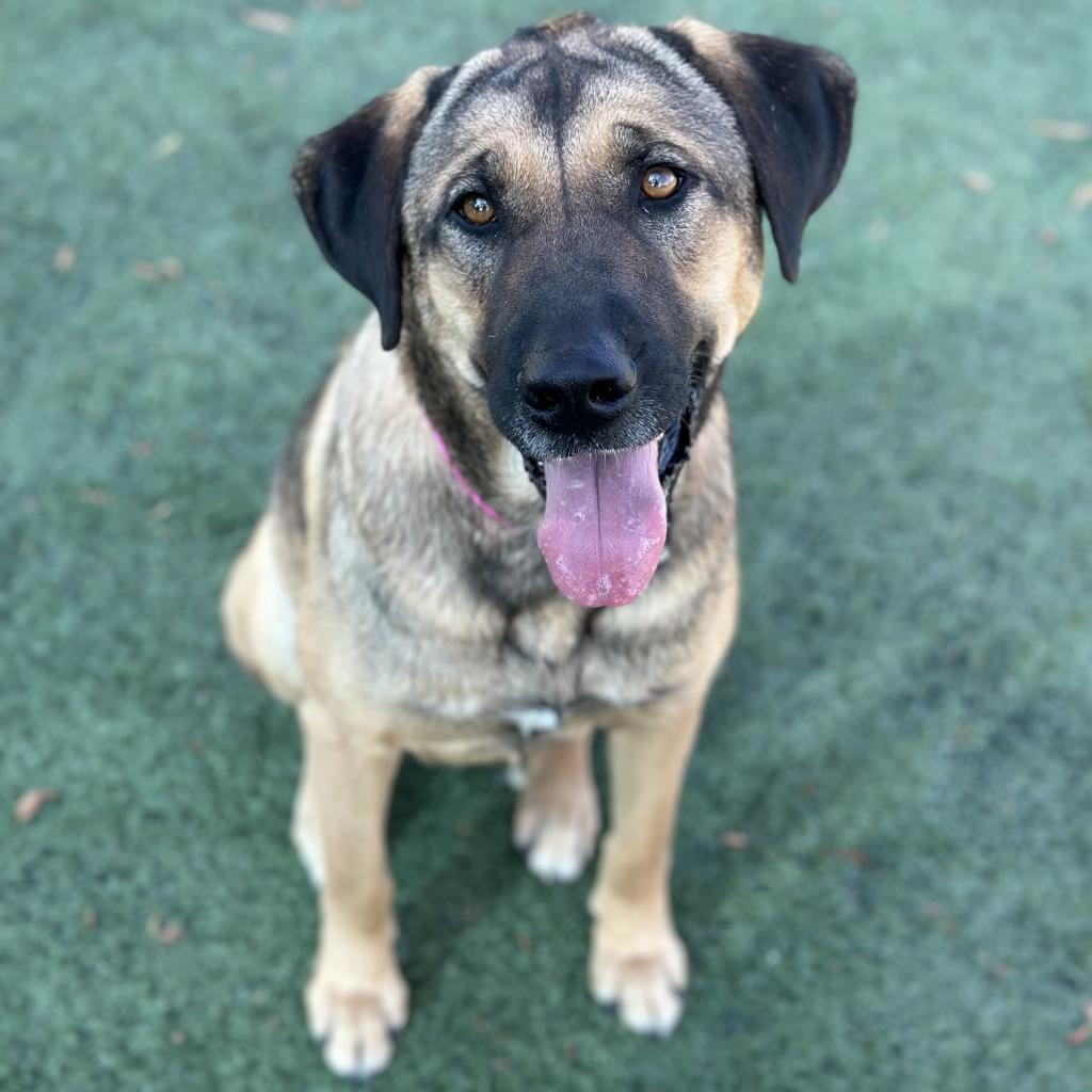 Roxy — thumbnail 6