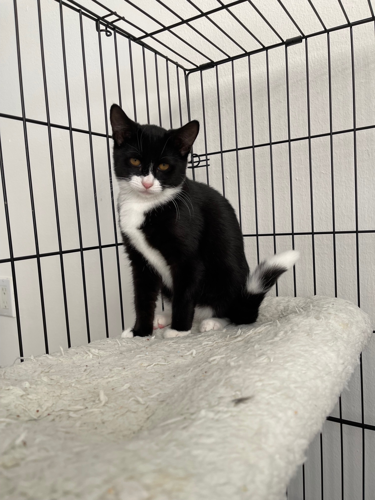 Bonnie, a Adopted American Bobtail in Brooklyn, NY image 1/12