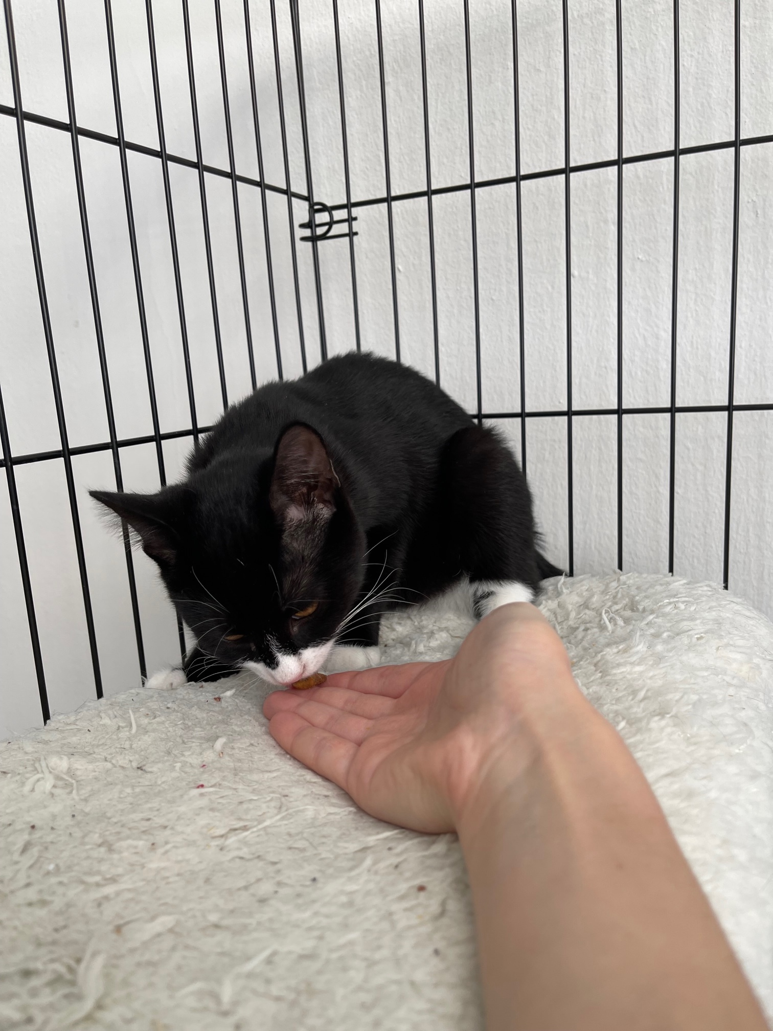 Bonnie, a Adopted American Bobtail in Brooklyn, NY image 2/12