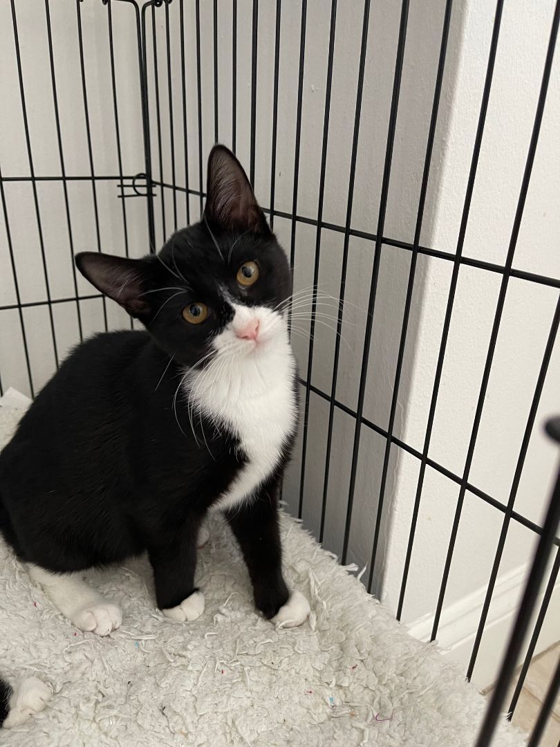 Bonnie, a Adopted American Bobtail in Brooklyn, NY image 3/12