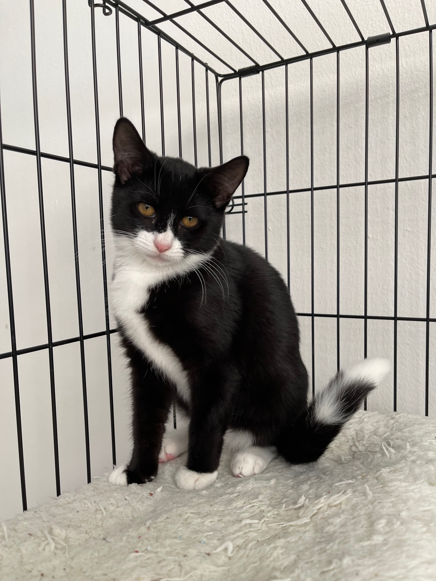 Bonnie, a Adopted American Bobtail in Brooklyn, NY image 4/12