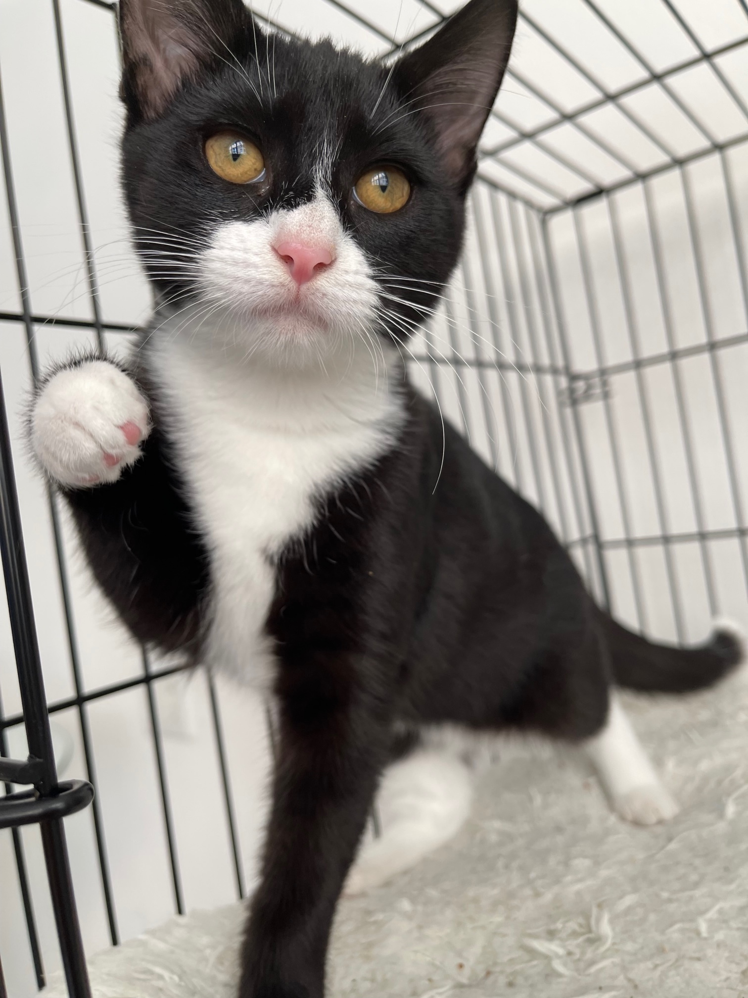Bonnie, a Adopted American Bobtail in Brooklyn, NY image 5/12