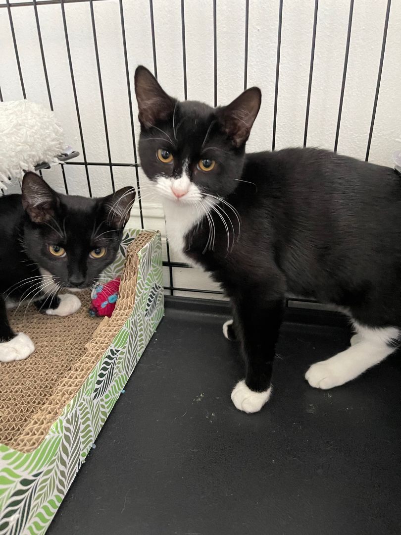 Bonnie, a Adopted American Bobtail in Brooklyn, NY image 6/12