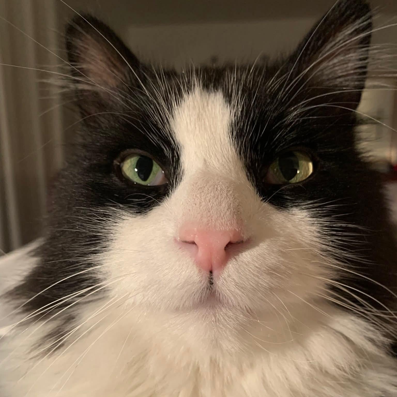 Enlarge Cedric ( m) 5yrs old Norwegian forest , a ADOPTABLE Norwegian Forest Cat in Ottawa, ON image 5/6