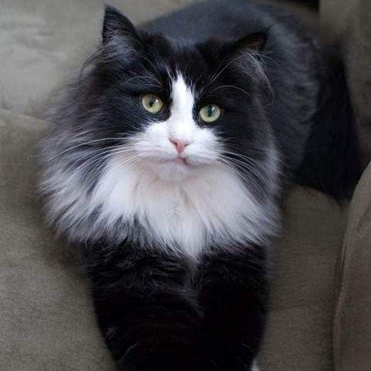 Cedric ( m) 5yrs old Norwegian forest , ADOPTABLE, Adult Male Norwegian Forest Cat.