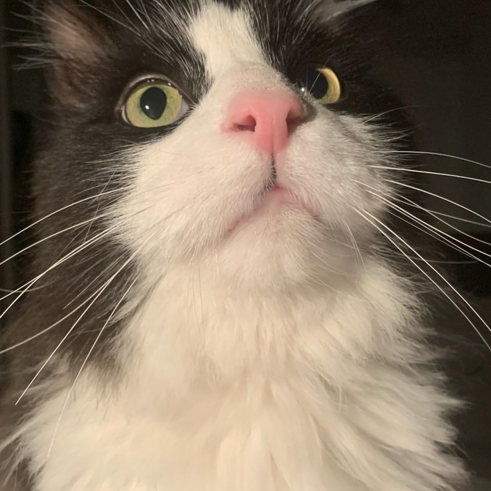 Enlarge Cedric ( m) 5yrs old Norwegian forest , a ADOPTABLE Norwegian Forest Cat in Ottawa, ON image 4/6