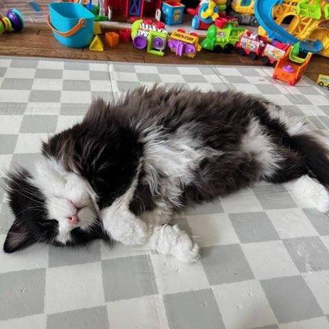 Cedric ( m) 5yrs old Norwegian forest , a ADOPTABLE Norwegian Forest Cat in Ottawa, ON image 5/6
