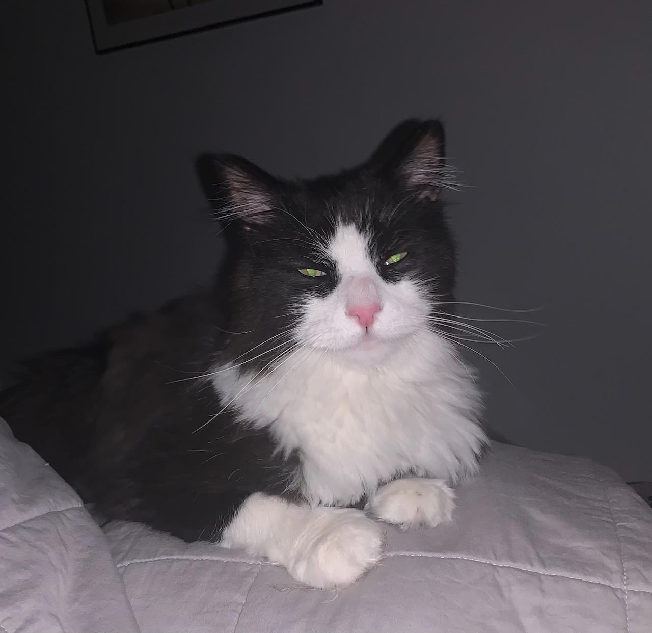 Enlarge Cedric ( m) 5yrs old Norwegian forest , a ADOPTABLE Norwegian Forest Cat in Ottawa, ON image 3/6