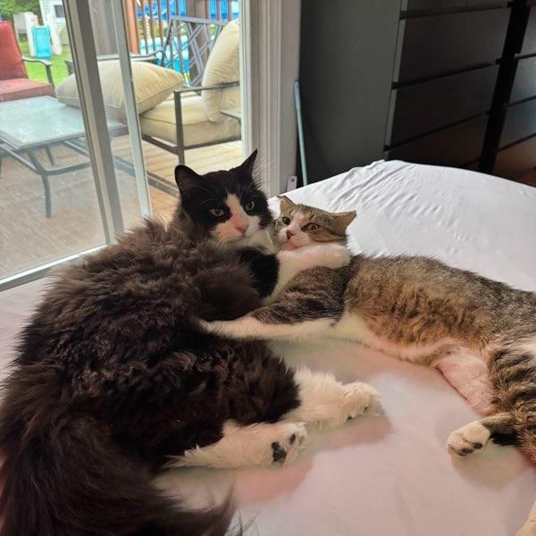 Cedric ( m) 5yrs old Norwegian forest , a ADOPTABLE Norwegian Forest Cat in Ottawa, ON image 6/6