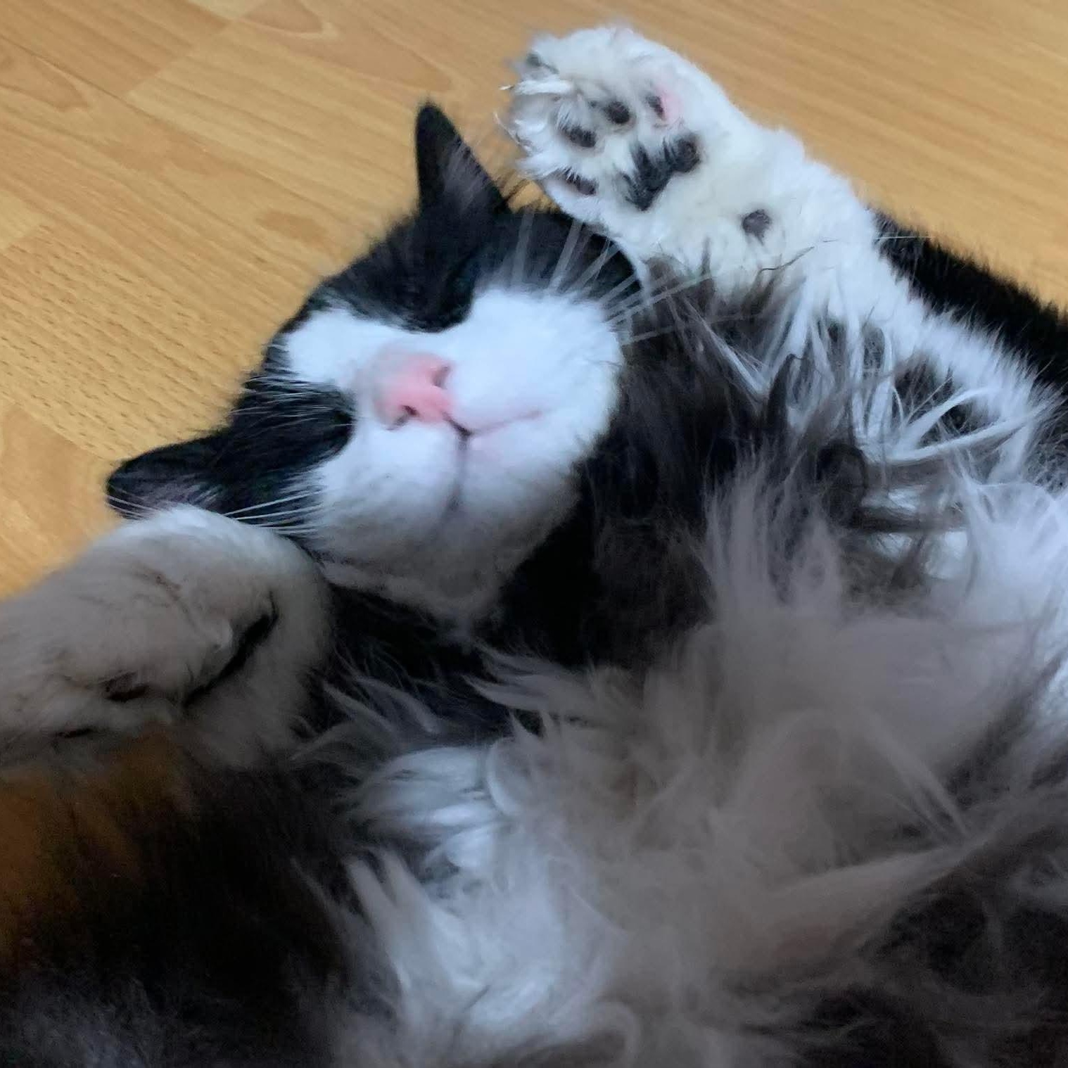 Enlarge Cedric ( m) 5yrs old Norwegian forest , a ADOPTABLE Norwegian Forest Cat in Ottawa, ON image 6/6