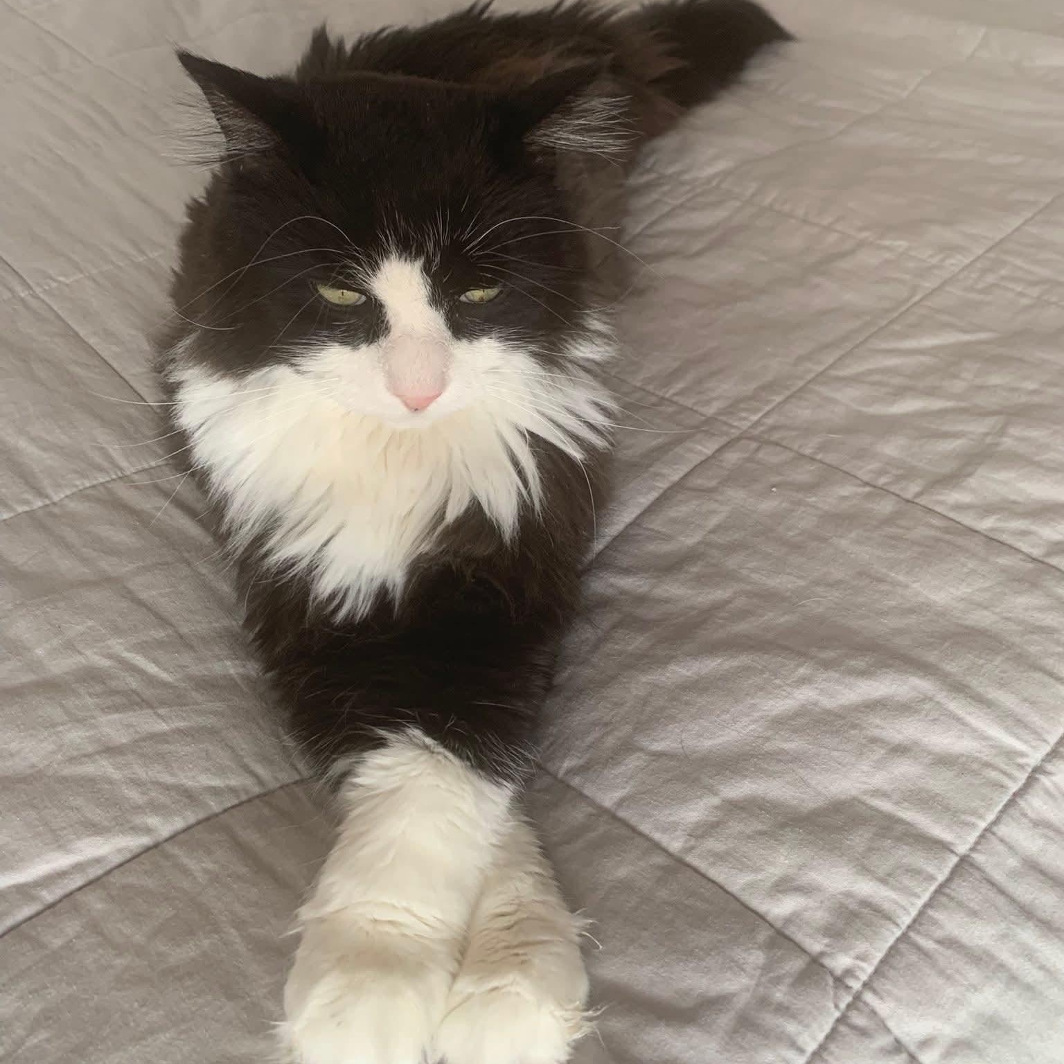 Cedric ( m) 5yrs old Norwegian forest , ADOPTABLE, Adult Male Norwegian Forest Cat.