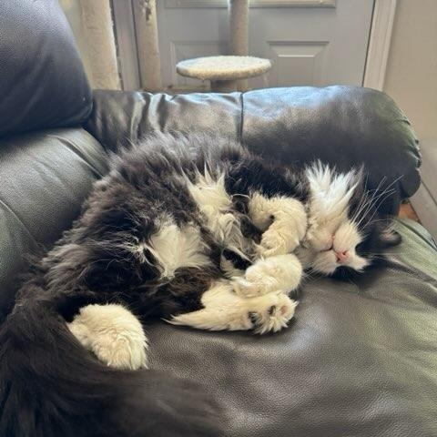 Cedric ( m) 5yrs old Norwegian forest , a ADOPTABLE Norwegian Forest Cat in Ottawa, ON image 3/6