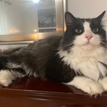 Cedric ( m) 5yrs old Norwegian forest , ADOPTABLE, Adult Male Norwegian Forest Cat.