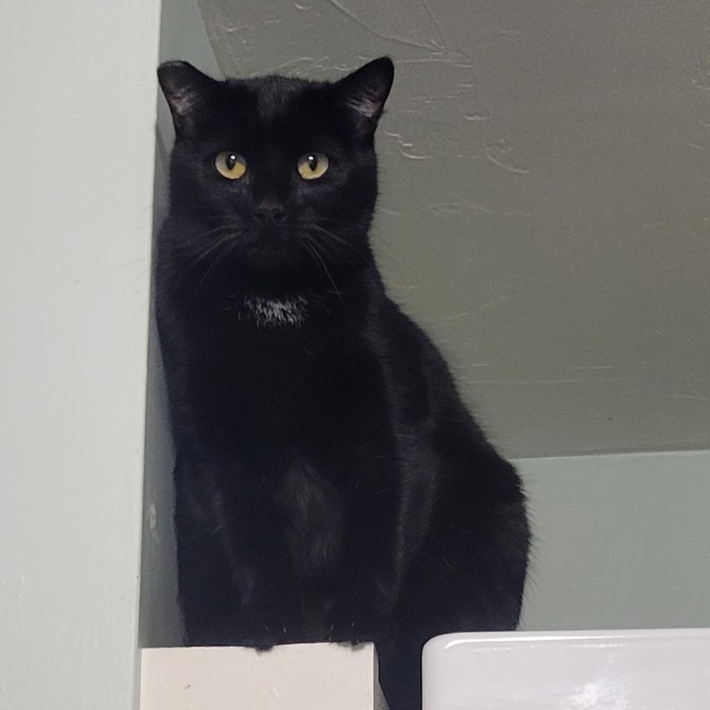Echinacea, Adoptable, Adult Female Domestic Short Hair.