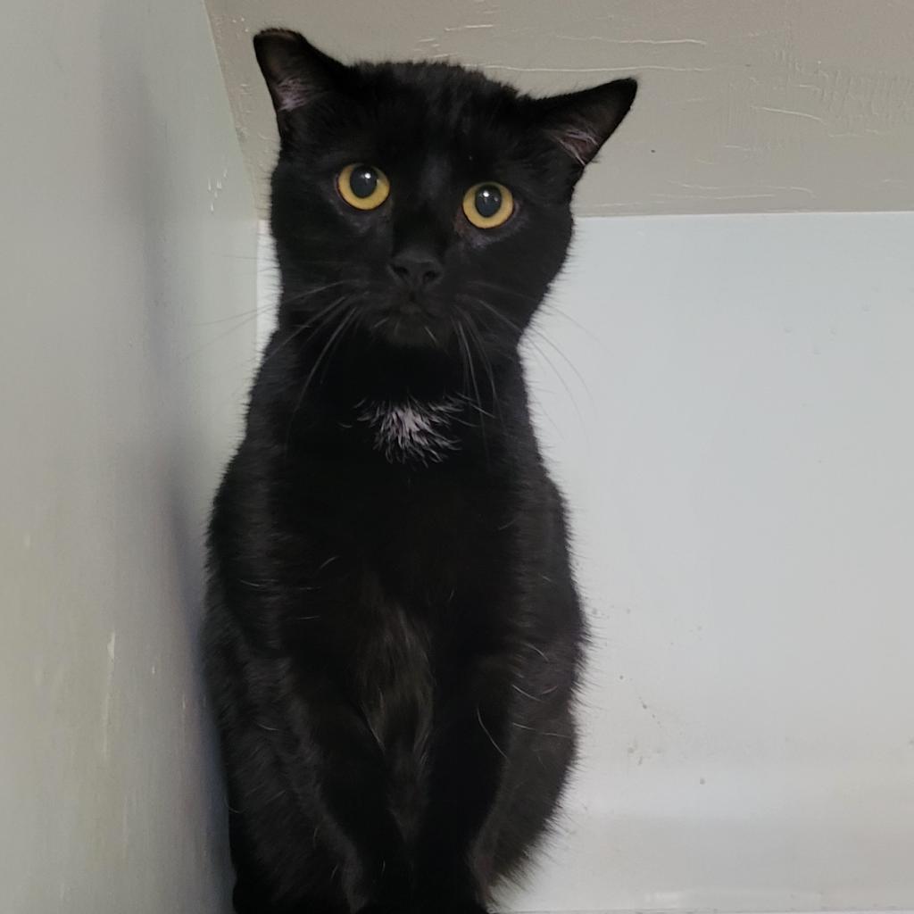 Echinacea, a Adoptable Domestic Short Hair in Brimfield, MA image 2/3