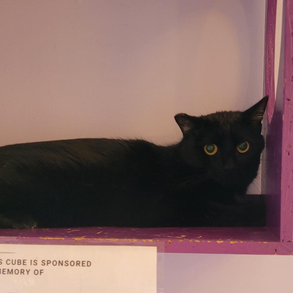 Echinacea, a Adoptable Domestic Short Hair in Brimfield, MA image 3/3