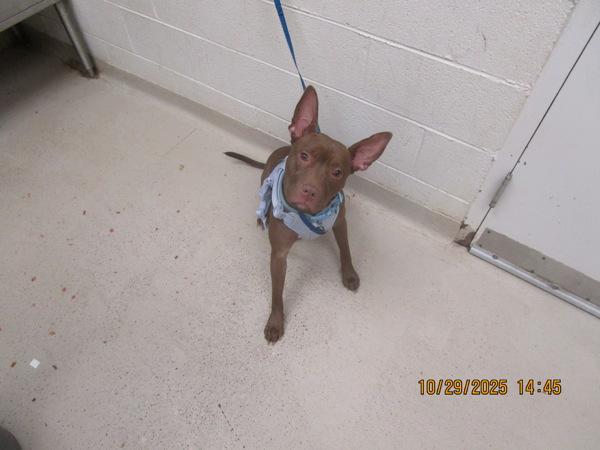 Enlarge Brandi (828), a Adoptable mixed breed in Marietta, GA image 1/2